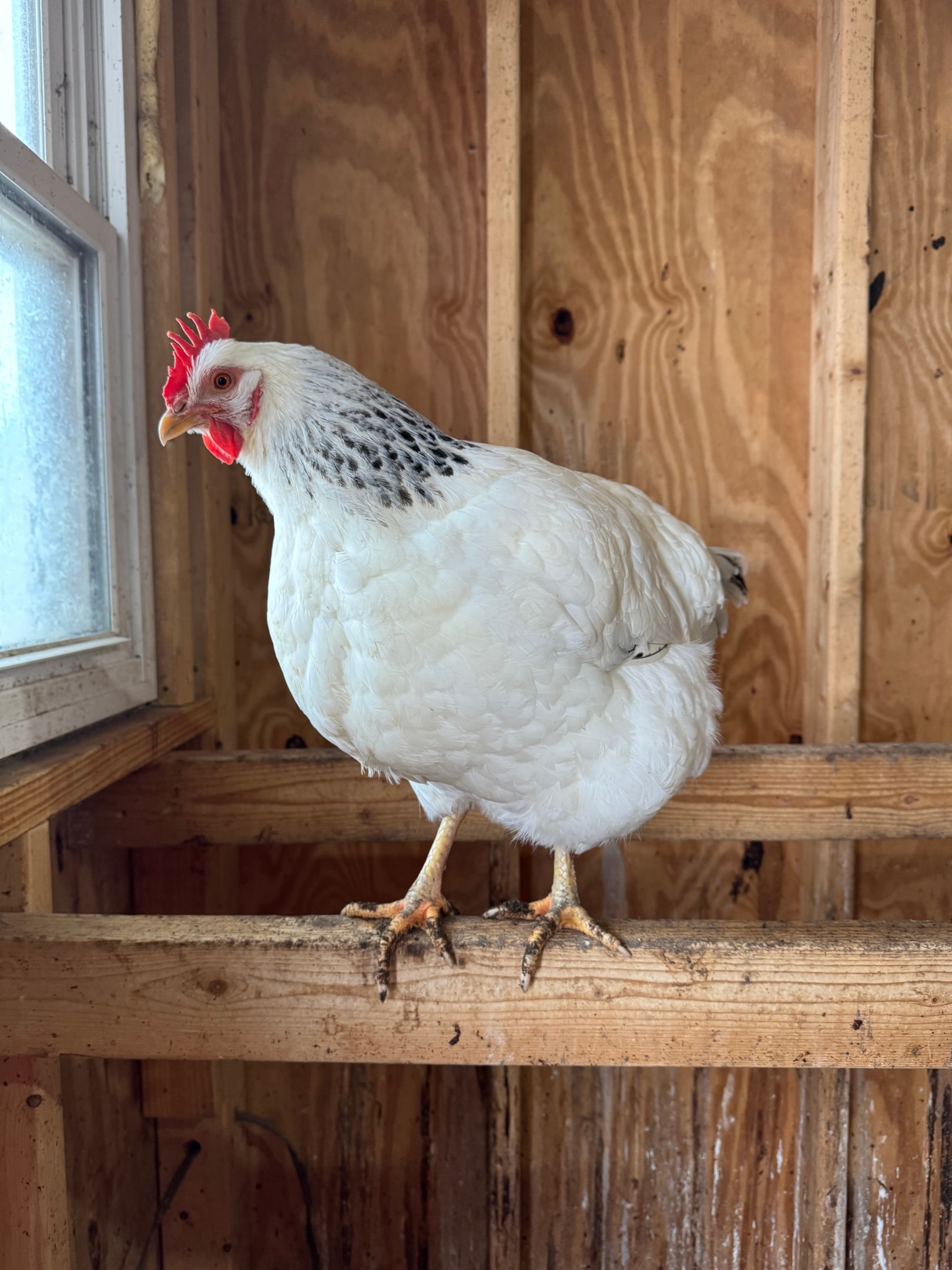 Picture of White Sussex chicken