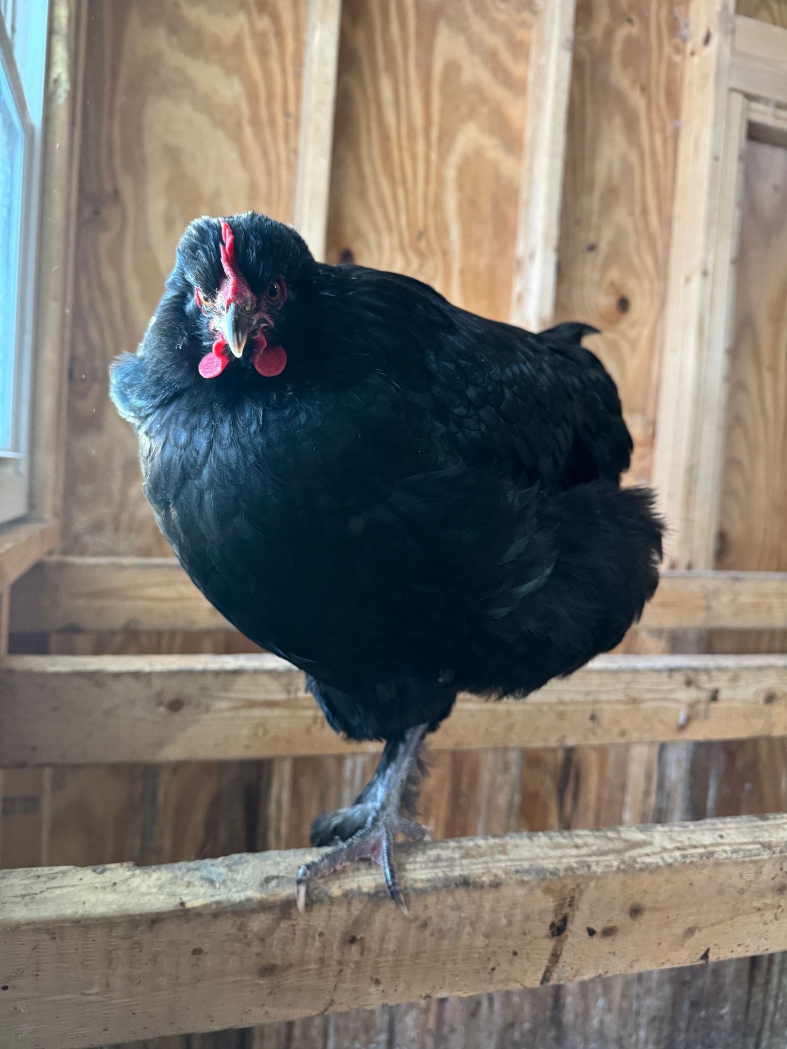 Picture of Black Australorp chicken