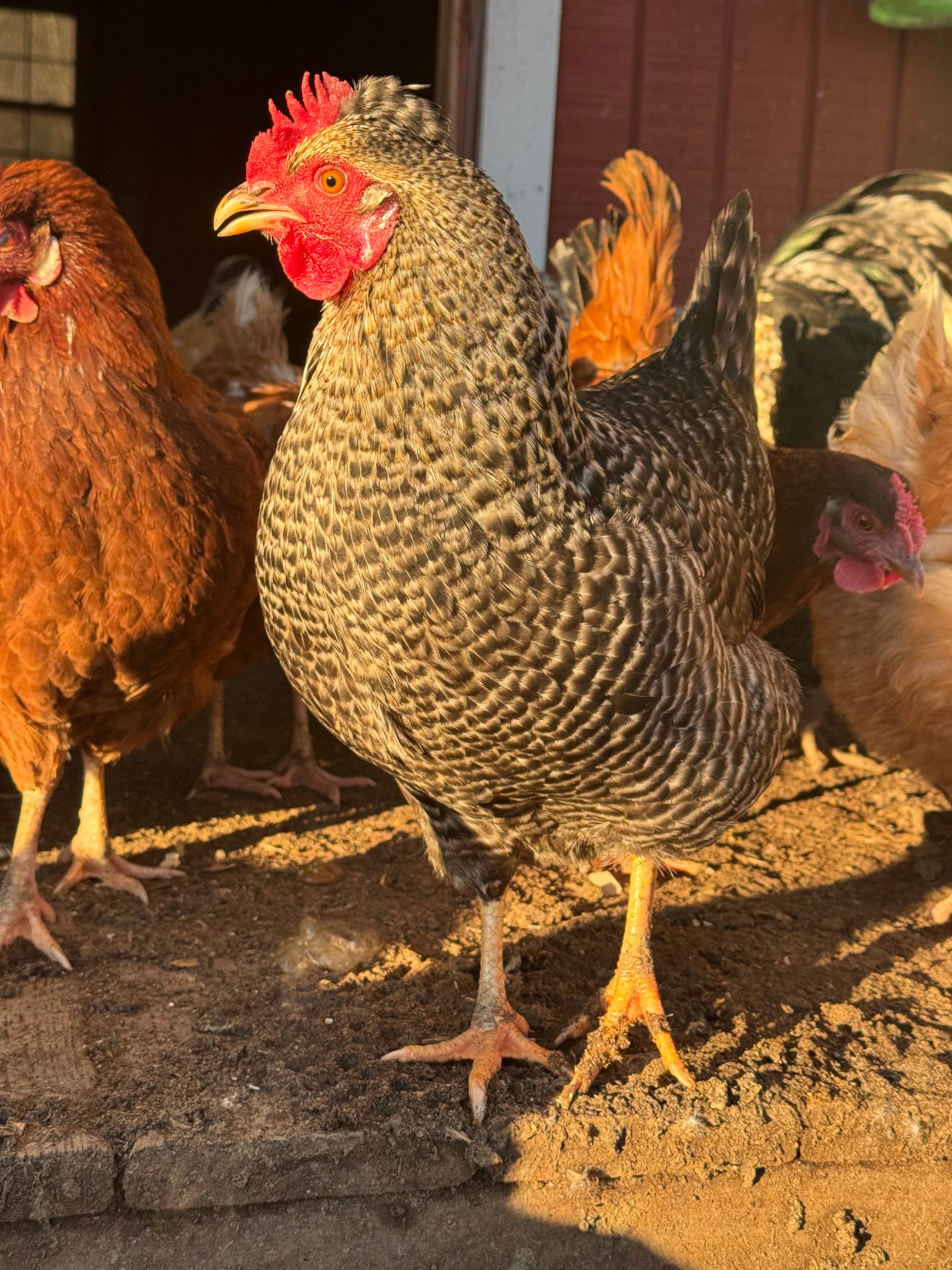 Picture of Barred Rock Plymouth chicken